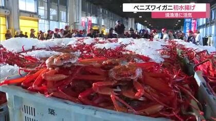 山陰に秋の訪れ告げる味覚「ベニズワイガニ」初水揚げ！境漁港に活気　上々の滑り出しで豊漁に期待（鳥取）