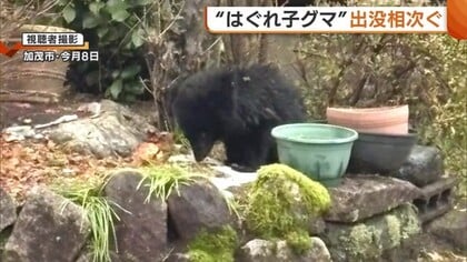 冬眠の仕方分からず？出没相次ぐ“はぐれ子グマ”…エサへの執着強く襲われるおそれも「小さいクマだが鋭い爪・牙持っている」新潟