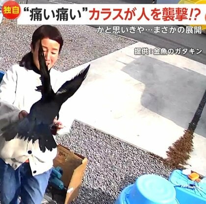 【独自】「痛い痛い」カラスが襲撃と思いきや…まるでペット　手乗り披露し“コミュ力”高め「友達になれると思ってなかった」　香川・さぬき市