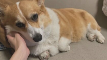 「今からトイレにいきますよ！」成功を褒めてほしいコーギーのはなちゃんが可愛い 予告からのアピールがルーティンに