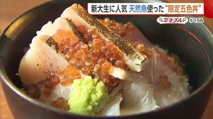 築地で修行！天然魚のみを使用した“限定五色丼”　新大生や教授に人気の和食店【新潟市西区】#新潟グルメ