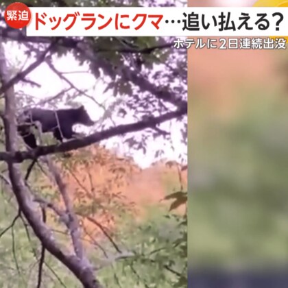ホテルのドッグランに子グマ…2日連続出没「親グマも出てくるかも…」　スマホの電子音もまったく気にせず　岐阜・高山市