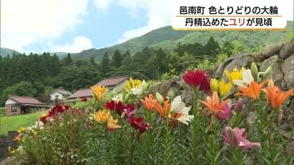 山間に咲き誇る約2000本のユリ…移住6年の夫婦が庭で丹精込めて育てた色とりどりの花見ごろ（島根）