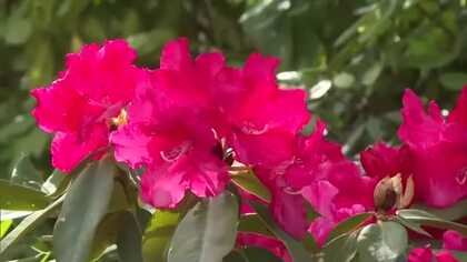 真庭市・蒜山高原のレジャー施設でシャクナゲ見ごろ　約１万５０００株が咲き競う【岡山】