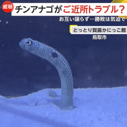 【けんか勃発】チンアナゴのご近所トラブル…大口開けて激しく威嚇も近づきすぎてキス　「口の大きさ」と「気迫」が勝負