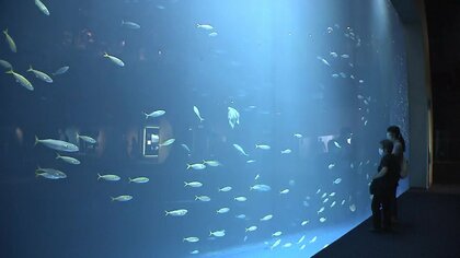 迫力満点の巨大水槽にロマンチックな景色も　子どもも大人も楽しめる四国最大級の水族館