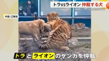 “トラVSライオン”　けんかを仲裁する“勇敢すぎる犬”　実は2頭の「お母さん」のような存在　中国・江蘇省