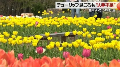 3万球のチューリップが見ごろに　「やって良かった」人手不足に苦労しながらも心待ちにする人のために奮闘【山形発】