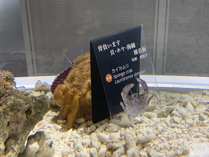 貝殻を背負う習性の「カイカムリ」が選んだのは自分の“解説板”…なぜ気に入ったのか生態を聞いた