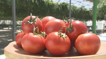 脱サラしてゼロからスタート　“水平放任”で甘い「フルーツトマト」生産　試行錯誤の日々…販路拡大目指す【長野発】