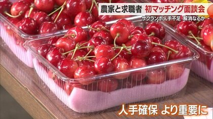 働き手がほしいサクランボ農家と働きたい人をマッチング　瞬間的に人手が必要なサクランボの収穫・人手不足解消へ【山形発】