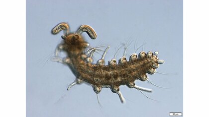 “うさ耳”があるゴカイ!? 沖縄の海底洞窟で新種発見…何のためにある?研究者に聞いた