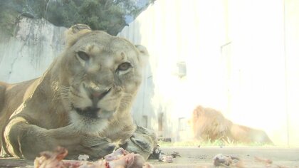 「命を最後まで大事に」駆除急増のシカをライオンの“エサ”に　「害獣対策」の新たな一手