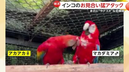 【インコのお見合い】メスからグイグイ！くちばし使った“恋愛テクニック”でオスも徐々に…福岡・北九州市「到津の森公園」