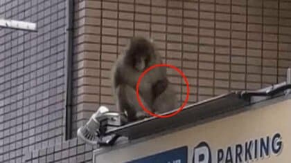 “左手がないサル”都内に出没…専門家は「餌を与えないで」　暖かいところを求めて南下か　埼玉・川口市から東京・板橋区、練馬区へ
