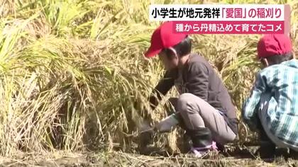 小学生が地元・南伊豆発祥のコメ「愛国」の稲刈り　種から丹精込めて育て一生懸命に収穫