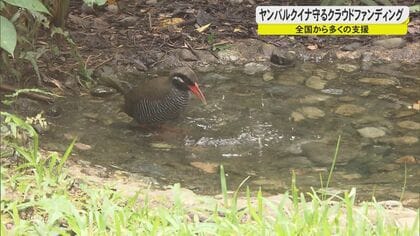 ヤンバルクイナなど希少生物を守る努力が結実　天敵のマングース減少、リハビリ施設建設にも1300万超の支援金【沖縄発】