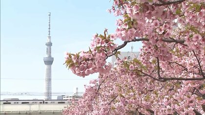 東京各地で河津桜が見頃に　14日の最高気温は19.6℃で4月中旬並みの気温に　週末の天気は下り坂…冬の寒さに逆戻りか