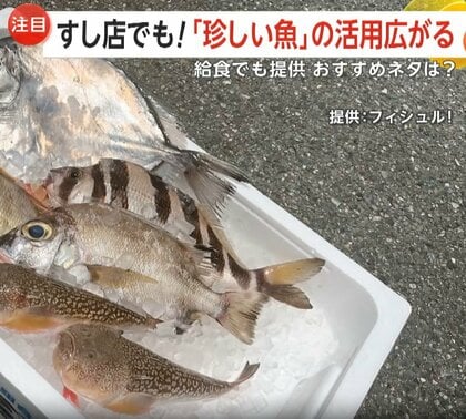 “処理が難しい魚”も美味しく「珍しい魚」への注目高まる　すし店や学校給食、サブスクサービスなどで活用