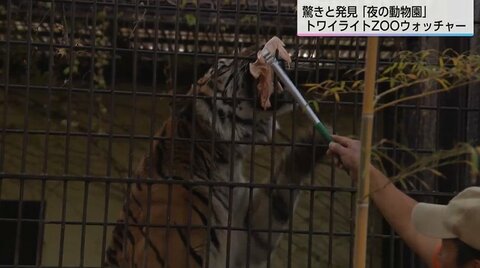 「いつも寝ているトラが元気」夜の動物園で子どもたちが大興奮　レッサーパンダのフンはどんな香り？飼育員と巡る夜の探検