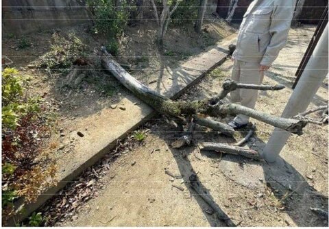 小学校で高さ3メートルの木が倒れる　1年生の男子児童が頭にけが　昼休みに遊んでいてぐらつく　福岡・北九州市