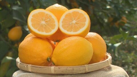 皮も食べられ特有の甘酸っぱい味が注目　レモン×オレンジの「マイヤーレモン」　長野県内の“先駆者”「南信州の名物に」