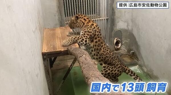 Japan: Rare Amur leopard travels to Hiroshima's Asa Zoological Park