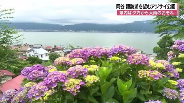 「ここ数年で最も良い色づき」　諏訪湖を望む絶景の公園にアジサイ咲く　例年より2週間早い開花　あと1週間ほどで満開に｜FNNプライムオンライン