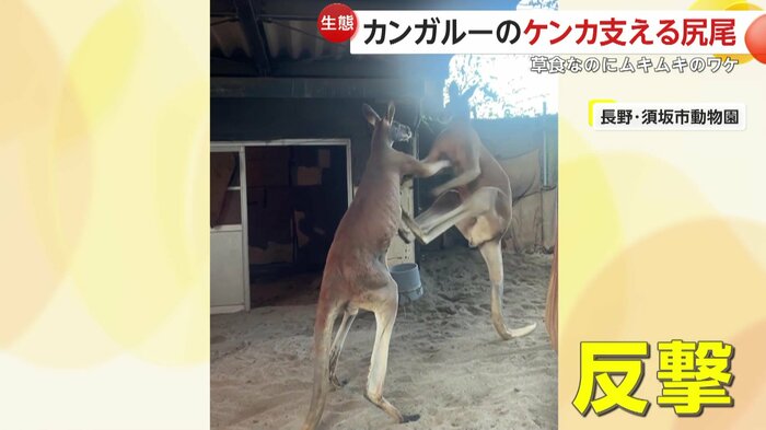蹴りで反撃するマッチ(映像提供:須坂市動物園)