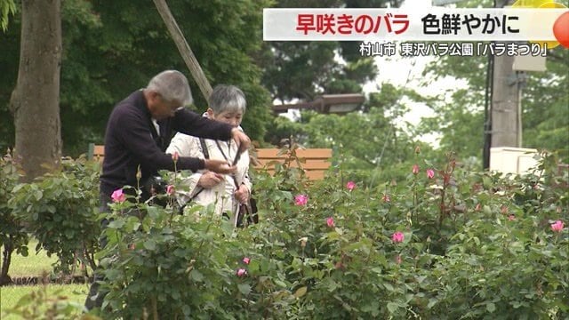 バラを眺めたり撮影したり、ゆったりした時間を楽しめる公園での「バラまつり」は6/29まで