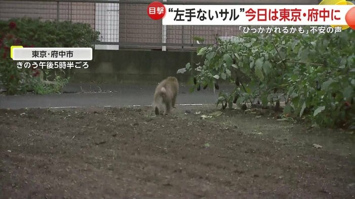 カメラから逃げるように畑を横断してその場を去っていったサル