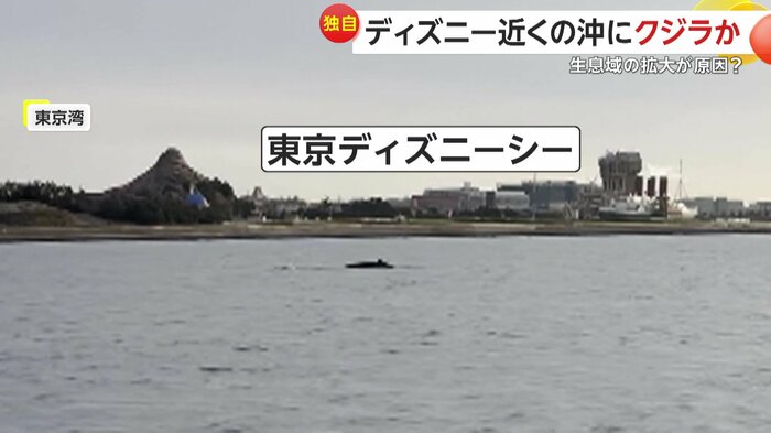 ザトウクジラの奥に見えるのは東京ディズニーシー