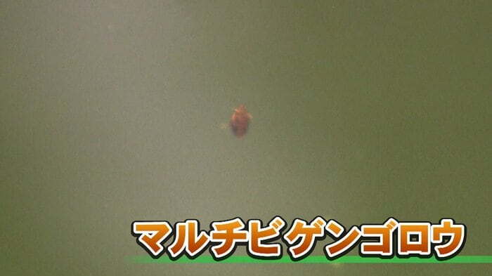 マルチビゲンゴロウ