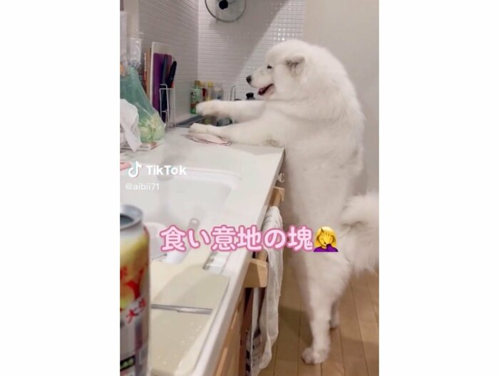 提供:ibukimama38さん
