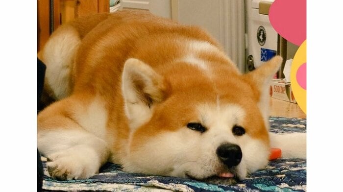 コミュ力が高めだという雷くん