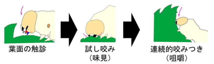 カイコの段階的摂食