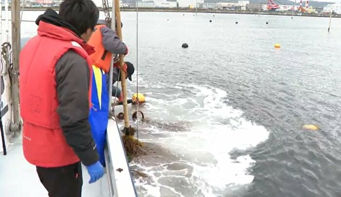 流出後、影響を確かめるためにワカメを引き揚げる漁師
