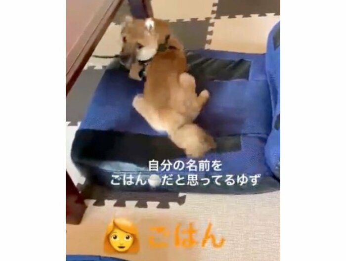 提供:ゆず*豆柴*さん