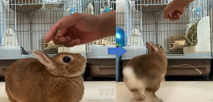 「ハウス」と指し示すと…