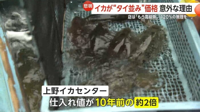 上野イカセンターでは仕入れ値が10年前の約2倍になっているという