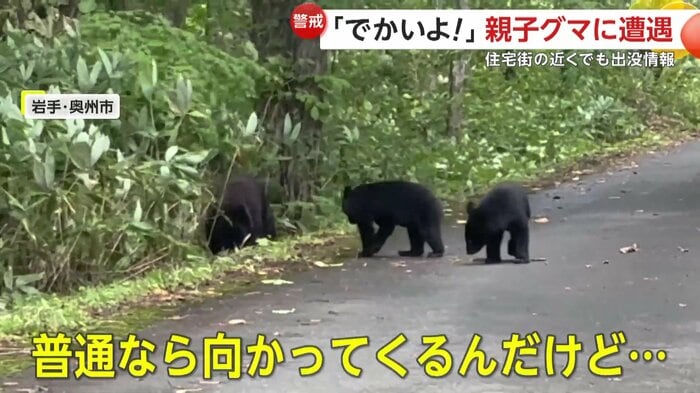 茂みに向かうクマたち(FNN投稿サイト「ビデオPost」)(撮影:高橋繁さん)