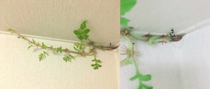 発見から10日目(8月17日)右は生えてきている根本。根本も太くなっている