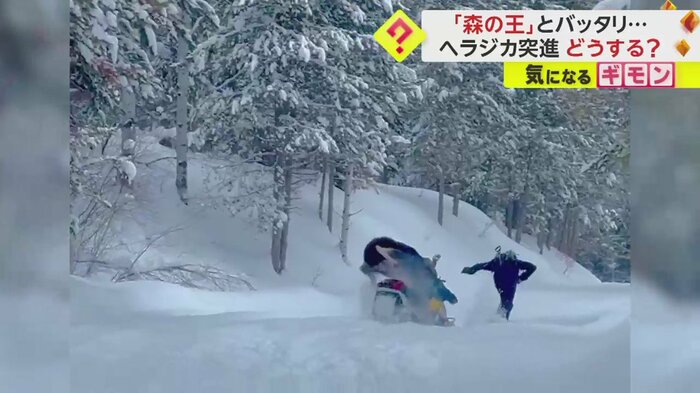 ひっくり返るヘラジカ