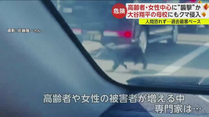 車の間を縫うように走るクマが…