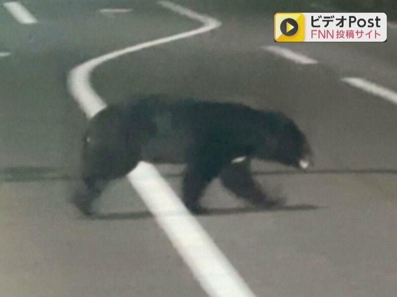 市街地でもクマの出没相次ぐ…緊急銃猟制度で出動したハンターに“3万円の報酬” 岐阜県下呂市が条例を一部改正|FNNプライムオンライン