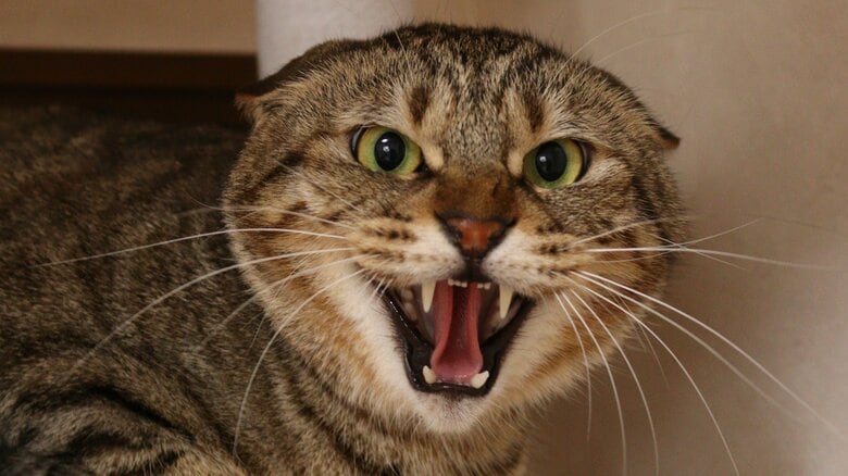 「懐かなくてもこの子を幸せに…」シャーシャー猫と“最強の飼い主”の運命の出会い。譲渡会の“顔”にもようやく春が…｜FNNプライムオンライン