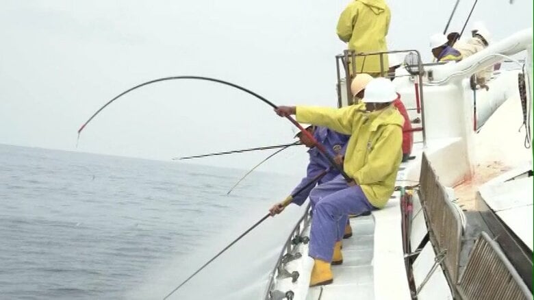 カツオやマグロ「一本釣り」が&quot;環境に配慮した持続可能な漁業”として国際認証取得　販路拡大などに期待【宮崎発】｜FNNプライムオンライン