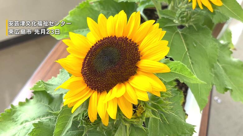 「認知症カフェ」ヒマワリの鑑賞会　体操や紙芝居、かき氷を楽しむ　猛暑の影響で場所変更　広島・東広島市｜FNNプライムオンライン
