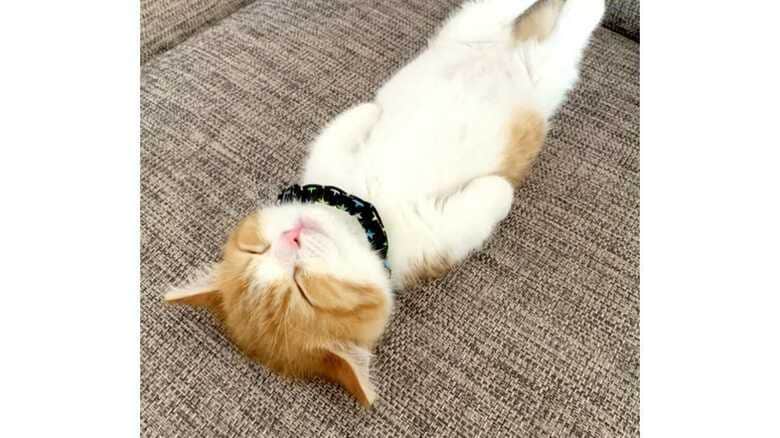 にゃんとも可愛い足がピーン…日本で発見「あお向けで寝る子猫」が中国でも大人気