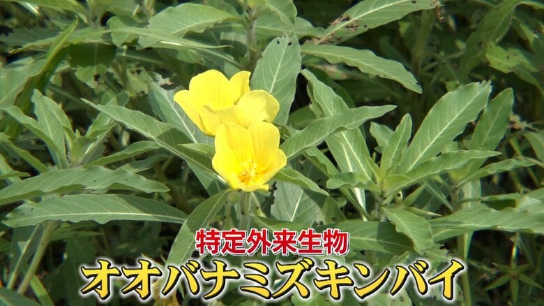 【新米ピンチ】黄色い花「オオバナミズキンバイ」驚異の生命力にコメ米農家嘆き…専門家「災害級の植物」｜FNNプライムオンライン